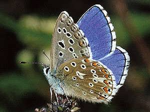  Adonis Blue 