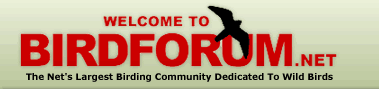 BirdForum.net - The Net's Largest Birding Community Dedicated to Wild Birds BirdForum.net - The Net's Largest Birding Community Dedicated to Wild Birds