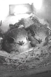 Swifts on a nest - image from webcam