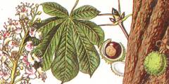 [Trees In Britain 16]